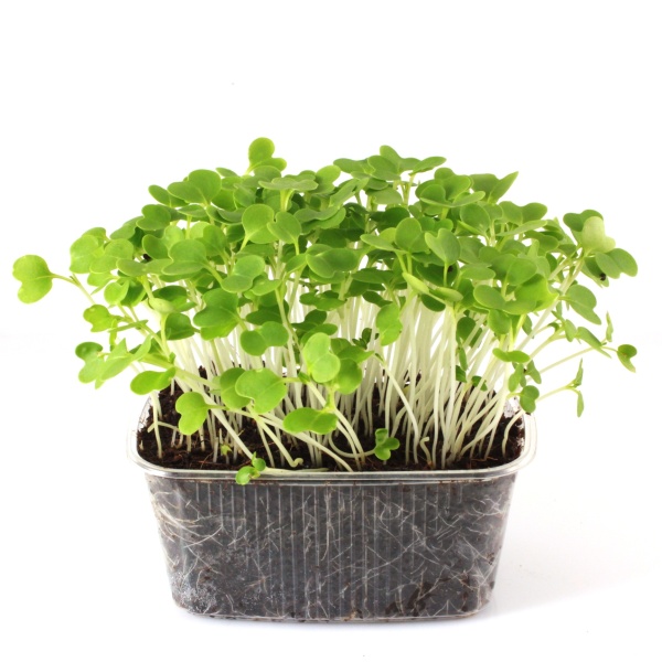 Pak Choi biela stonka semená na mikrozeleninu 5 kg